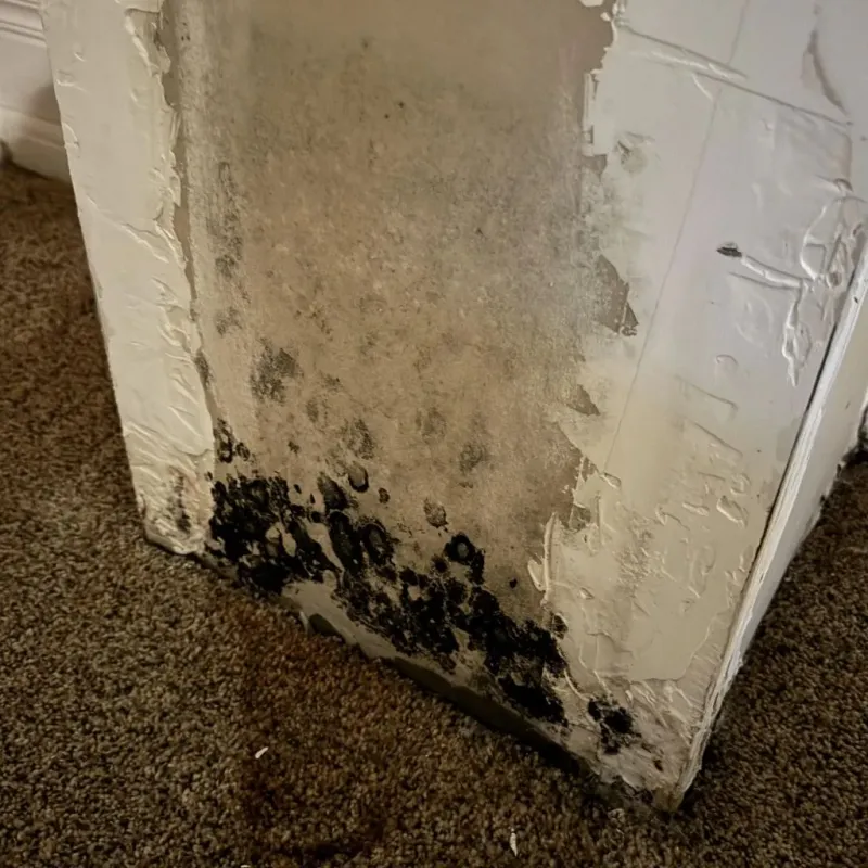 Professional Mold Removal in Izard County, AR